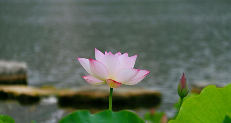 荷花的花语及其意义（荷花——宁静与纯洁的象征）