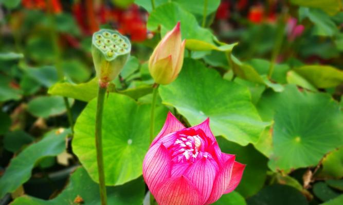 荷花的花语及其意义（荷花——宁静与纯洁的象征）