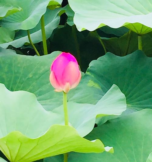 荷花花语——美丽与神秘（揭开荷花的世界，解读花瓣背后的含义）