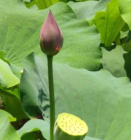 红色荷花的花语与意义（红色荷花代表的寓意和象征意义）