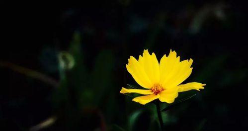 黑色波斯菊花语与美好祝愿（黑色波斯菊花的寓意与传达）