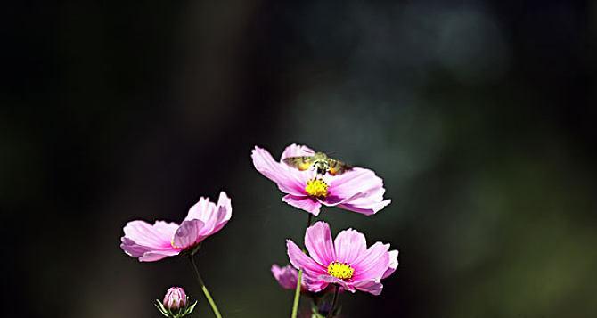 黑色波斯菊花语与美好祝愿（黑色波斯菊花的寓意与传达）