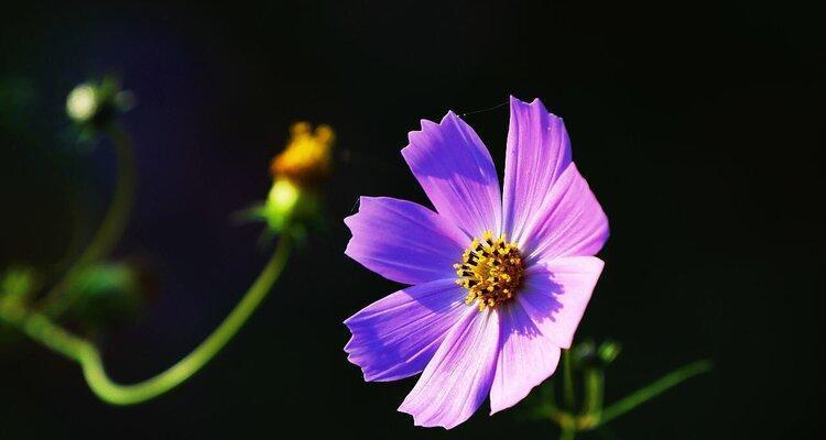 黑色波斯菊花语与美好祝愿（黑色波斯菊花的寓意与传达）