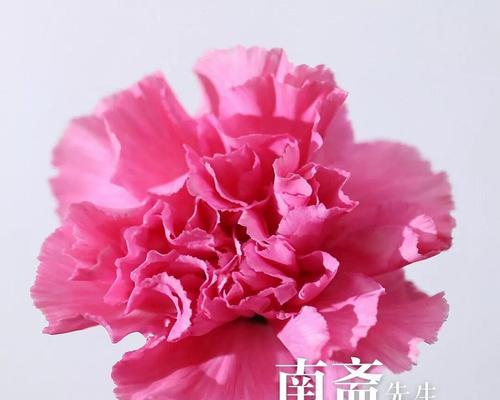 红边康乃馨的花语及其寓意（红边康乃馨花语）