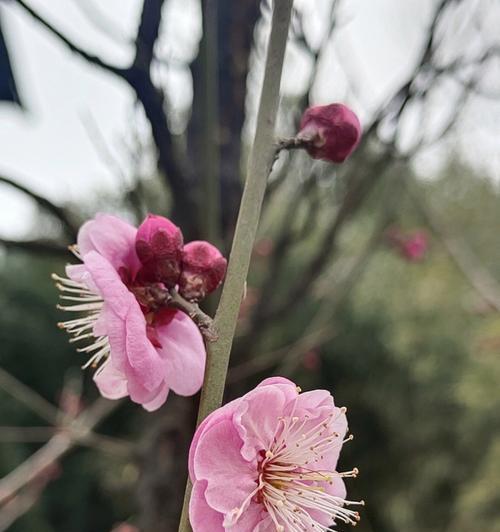 红梅花的花语及其象征意义（红梅花，传递勇敢和坚韧的力量）