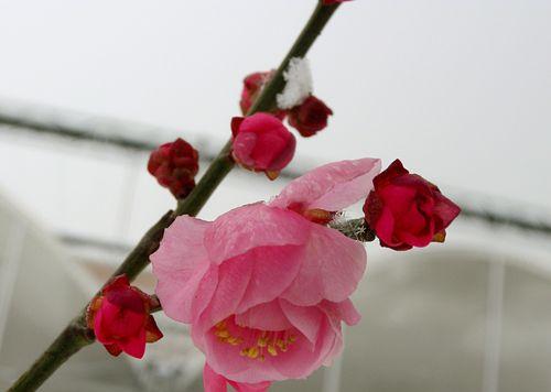 红梅花的花语及其象征意义（红梅花，传递勇敢和坚韧的力量）