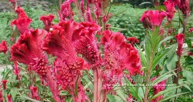 红色鸡冠花花语（用红色鸡冠花诠释热情勇敢，点亮心中的希望）