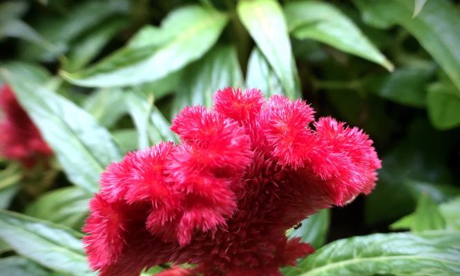 红色鸡冠花花语（用红色鸡冠花诠释热情勇敢，点亮心中的希望）