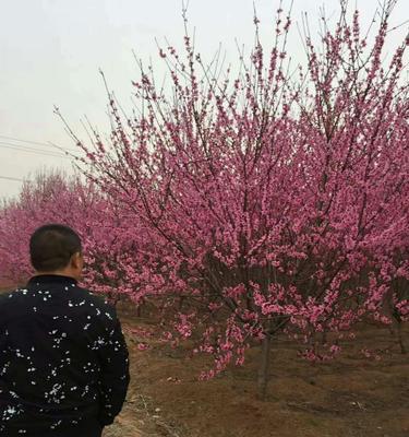 红叶碧桃花语（红叶碧桃的花语及其传承的文化内涵）