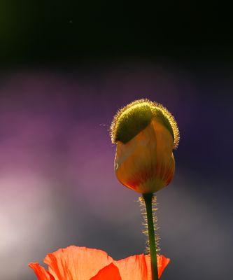 花开黄色，花语悠长（黄色虞美人的花语与意义）