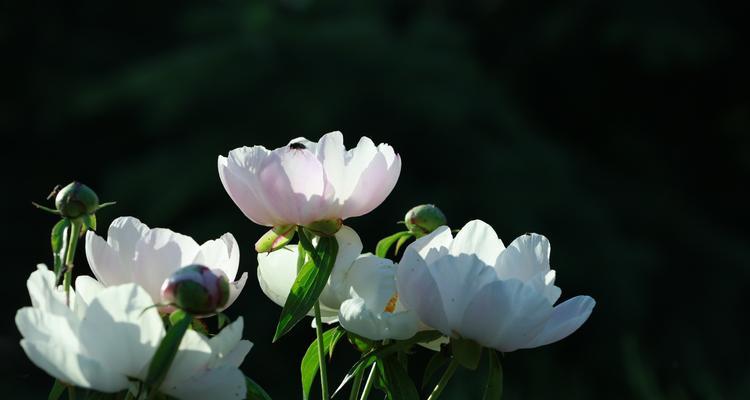 芍药花的意义与象征（探索芍药花作为文化符号的内涵）