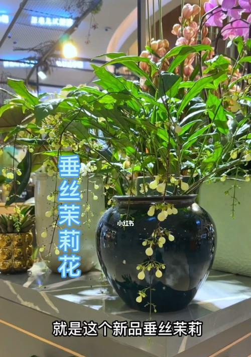 室内环境下最适合养的植物（打造绿色居家环境，提升生活品质）