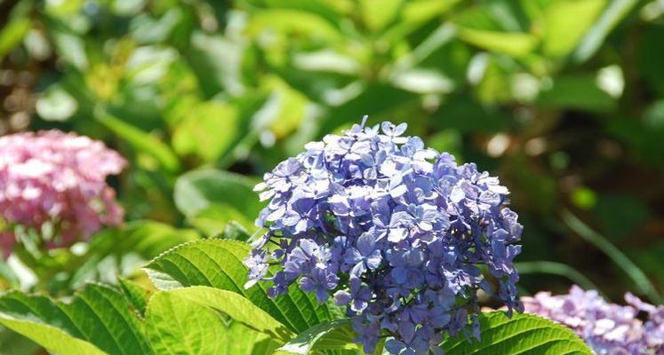 六月花海盛宴（盛开的花朵犹如绚烂的烟火）