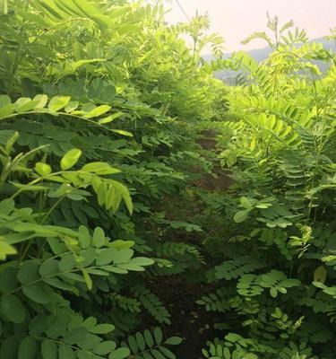 紫穗槐种子种植方法（一步步教你成功种植紫穗槐，让你拥有美丽的树林）