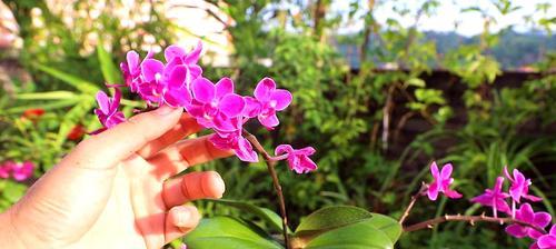 花卉蝴蝶兰的养殖技巧（如何让蝴蝶兰茁壮成长）