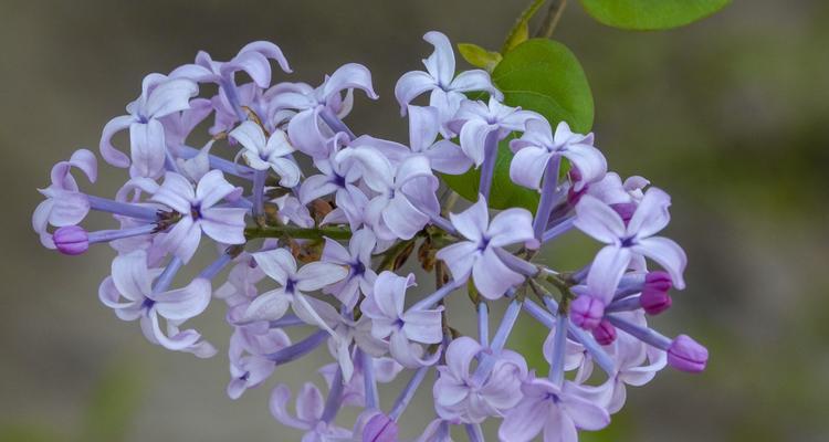 如何成功养殖丁香花（专家教你养殖丁香花，掌握这个关键诀窍，让你的花园美丽如画）