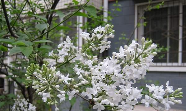 如何成功养殖丁香花（专家教你养殖丁香花，掌握这个关键诀窍，让你的花园美丽如画）