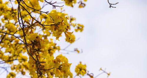 黄花风铃木之意——寓意深刻的自然之美（以花为媒，传递温馨与希望）