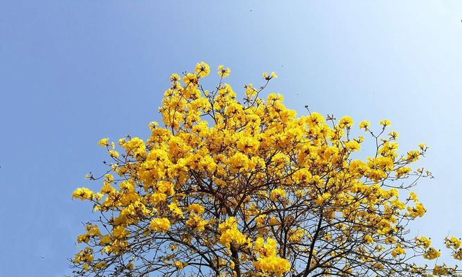 黄花风铃木之意——寓意深刻的自然之美（以花为媒，传递温馨与希望）