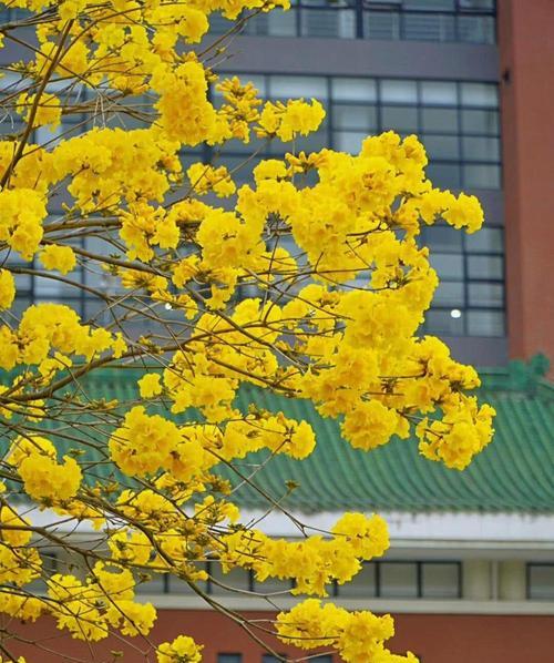 黄花风铃木之意——寓意深刻的自然之美（以花为媒，传递温馨与希望）