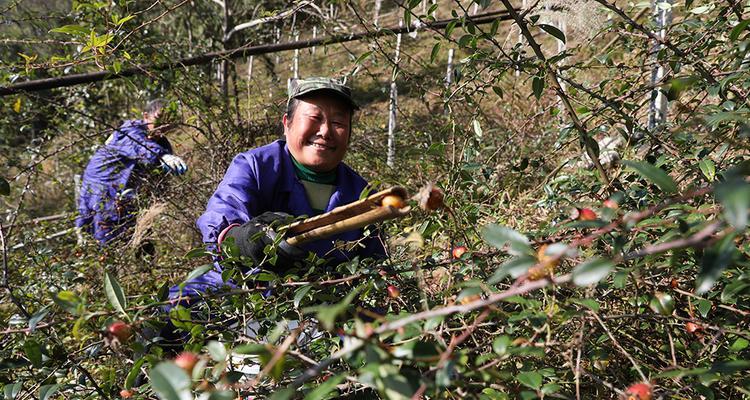 金樱子采摘时间详解（金樱子成熟期、采摘时间及注意事项）