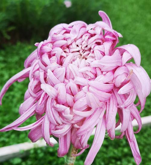 缤纷菊花——不同颜色的菊花传递着不同的寓意（解读菊花不同颜色所代表的意义）