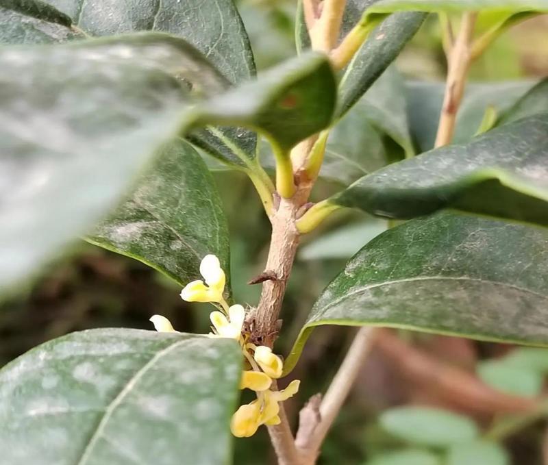 如何养护桂花，让你的家更香（详细介绍桂花的养护方法，让你的花儿常年开放）