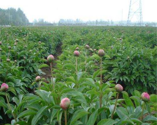 如何种植和维护芍药（打造美丽花园的选择）