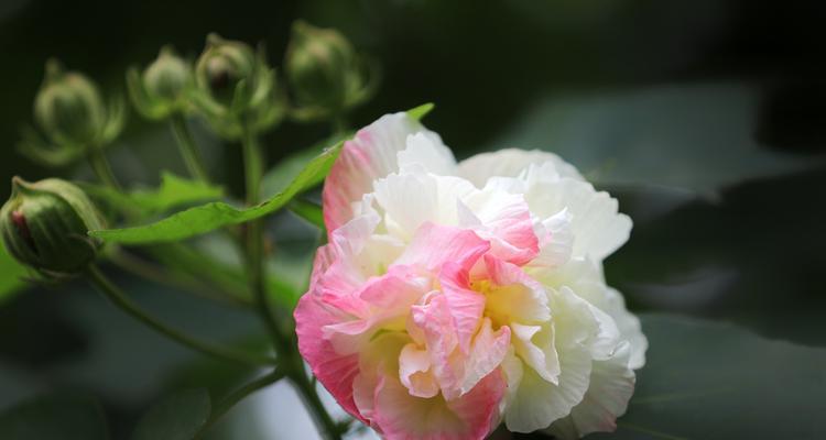 芙蓉花叶子与开花之间的关系（揭秘芙蓉花开花前叶子的重要作用）