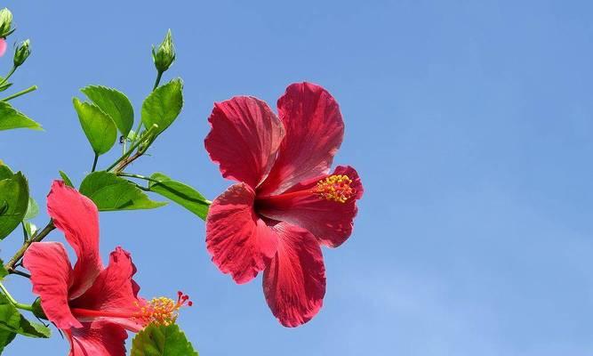 扶桑花的种植和养护方法（如何打造一片美丽的扶桑花海）