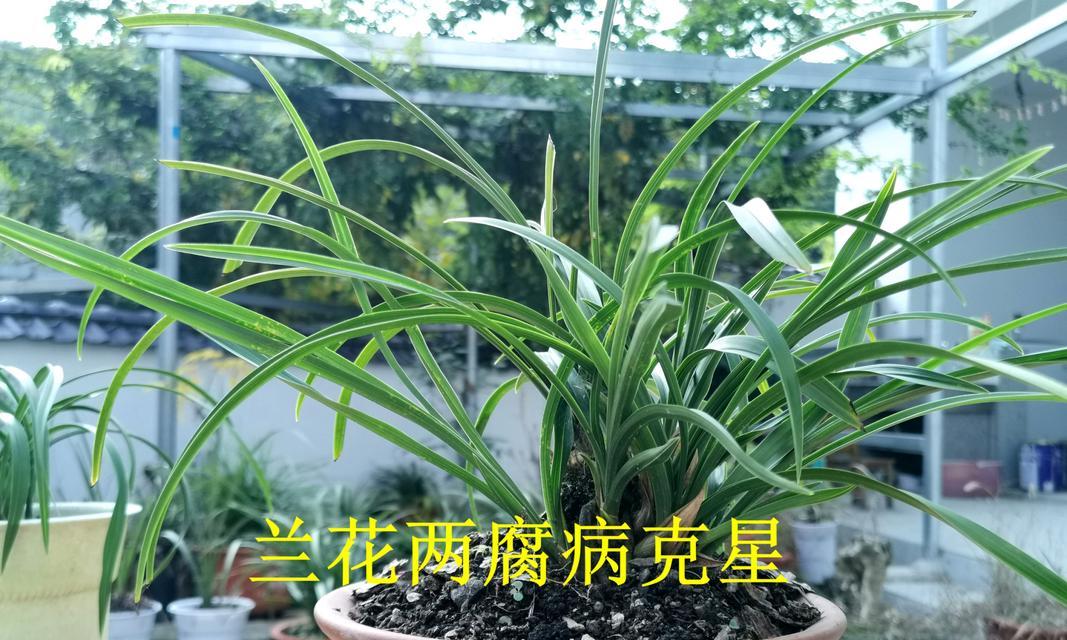 兰花种植指南（掌握技巧成功养护）