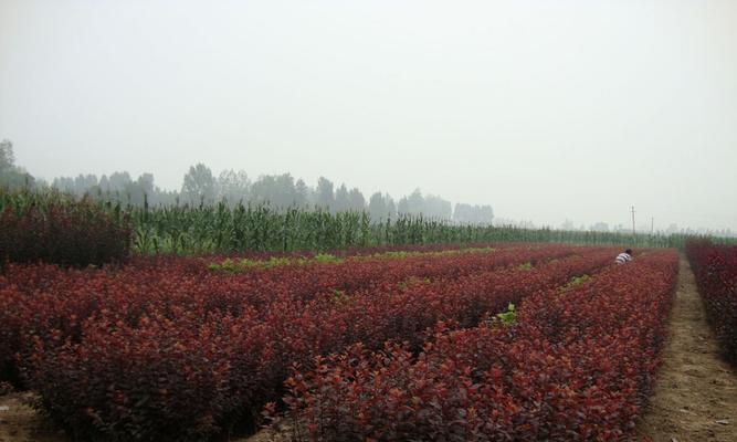 紫叶矮樱球种植技术详解（打造私家庭院的必备盆景植物，技巧不可错过）