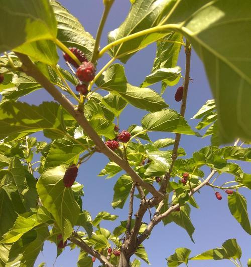 桑树的寓意与象征——“生命的希望”（探究桑树在文化与艺术中的多重含义）