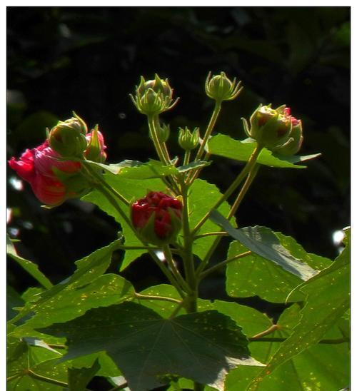 芙蓉花盛开的季节（探秘芙蓉花的生长周期及特点）