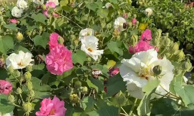 芙蓉花盛开的季节（探秘芙蓉花的生长周期及特点）