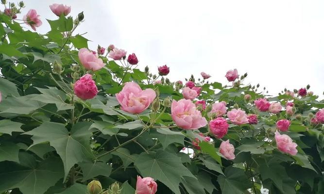 芙蓉花盛开的季节（探秘芙蓉花的生长周期及特点）