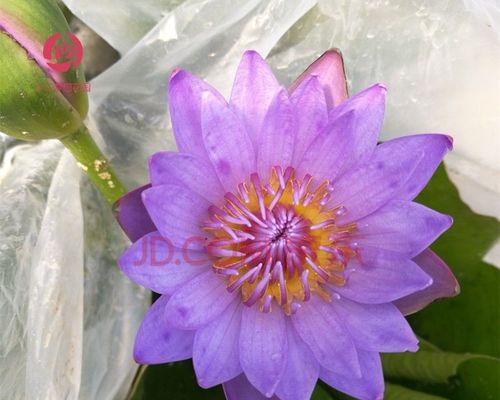 水莲花开花养护全指南（如何让水莲花开出鲜艳的花朵）