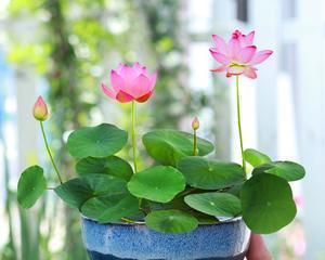 水莲花开花养护全指南（如何让水莲花开出鲜艳的花朵）