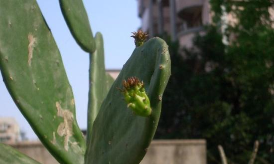 如何种植翠花掌（从选苗到养护全面解析，让你轻松拥有盆栽新宠）