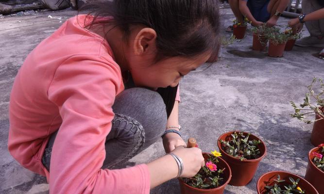 太阳花种植详解（从选种到养护，让你一次学会）