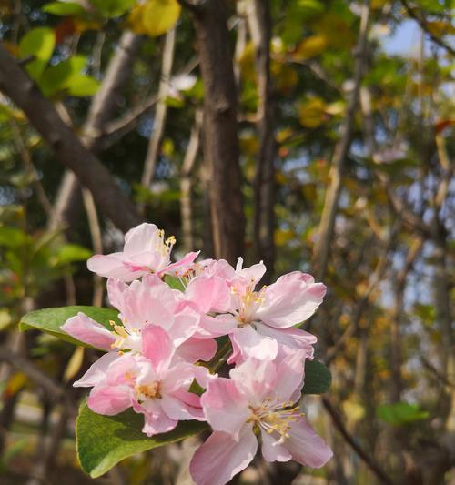 海棠开花后的处理方法（如何让海棠长时间保持美丽）