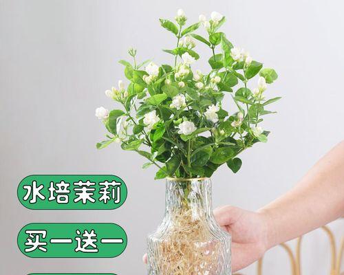 茉莉花的水养方法（用清水浇灌，让茉莉花焕发美丽）