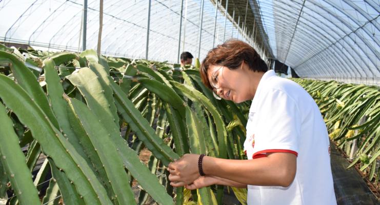 如何种植火龙果（一步一步教你种出可口的火龙果）