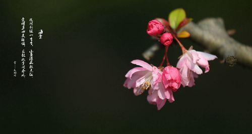 春日里的海棠花开放（中国传统名花的芬芳之旅）