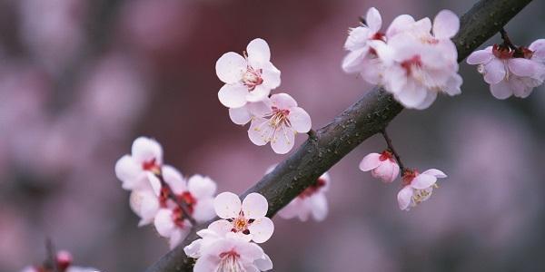 梅花的花语（探索梅花的象征意义，传递忍耐与期待的精神）