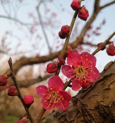 梅花精神的象征意义（探寻梅花的坚韧与纯洁）