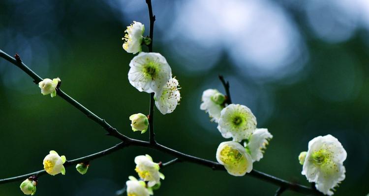 梅花的寓意与象征——坚强、纯洁、希望（解读梅花的象征意义，传递人生哲理与情感）