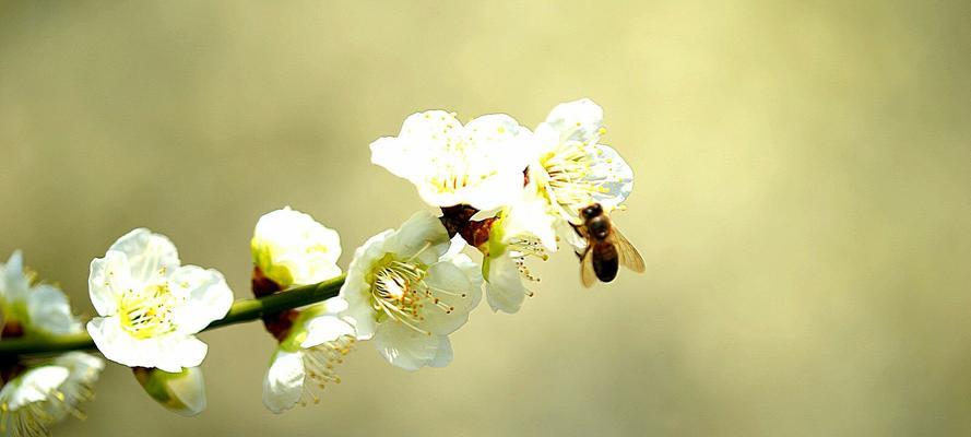 梅花的花语与象征意义（凛冬中的坚韧与希望——梅花的花语深意）