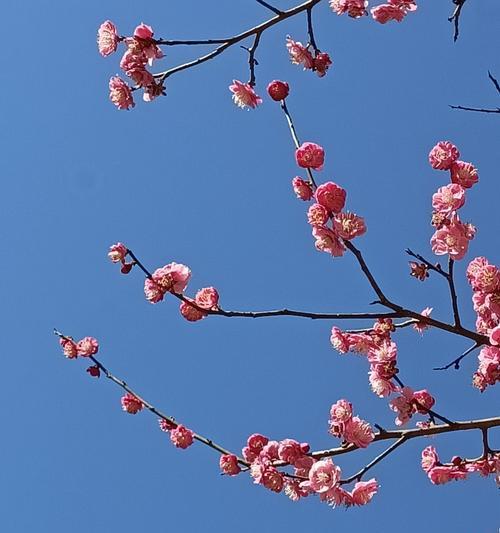 梅花花语-寒冬中的坚韧与希望（用梅花的美丽传递着勇气和期许）