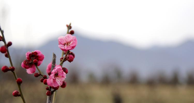 冬天中的梅花之美（寒冬中绽放的奇迹）